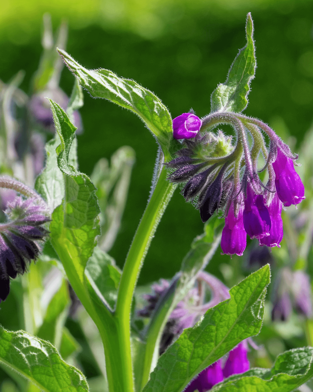 Comfrey Magnesium Balm