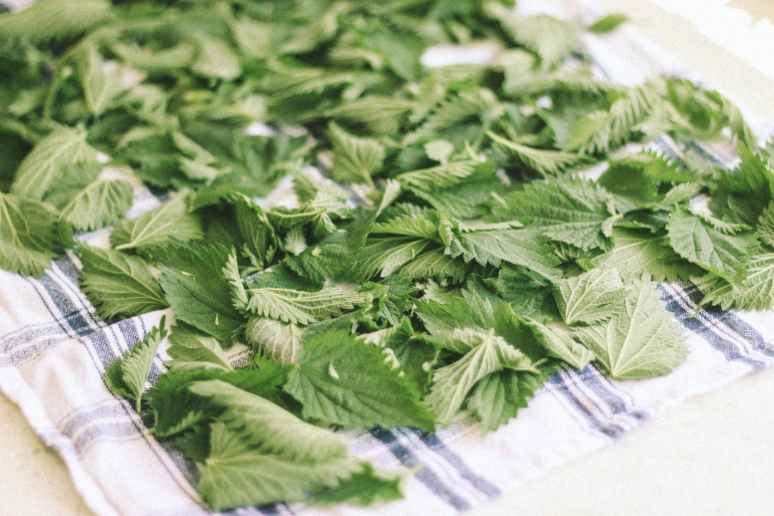 Stinging Nettle and how it benefits our hair and skin- great for sensitive skin