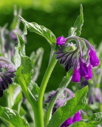 Comfrey Magnesium Balm
